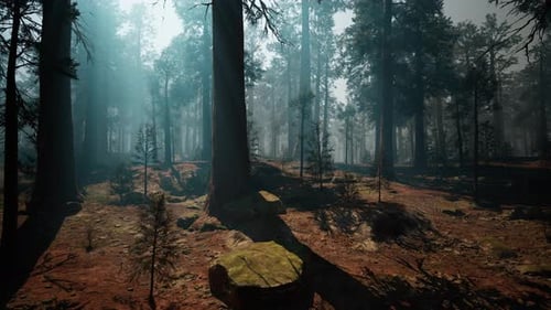 Sequoia Forest A Dense Canopy of Towering Trees