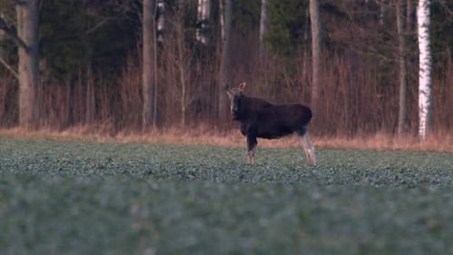 A flock of moose elk feeding on rapeseed field on their knees in evening dusk