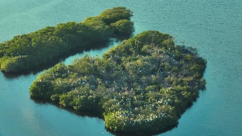 Aerial View of Wildlife in Natural Habitat Southern Florida Wetlands with Many White Egret and Heron