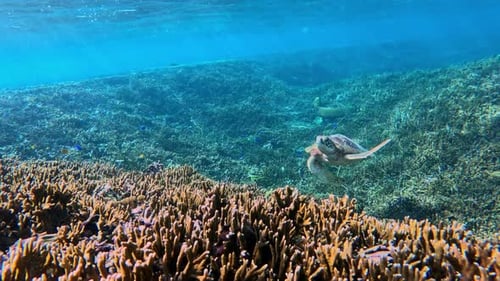 Closeup Of A Sea Turtle Swimming Over Coral Reef In Crystal Blue Ocean - underwater shot.