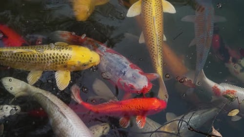 Koi Fish 4K Filmmaterial — Osaka — Japan 03