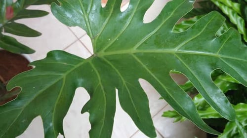 Beautiful philodendron selloum plant in pot at home outdoors.
