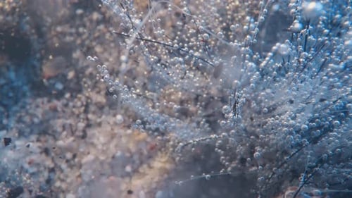 Weed Bush with Small Air Bubbles on Twigs on Lake Bottom
