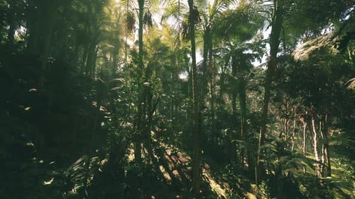 Lush Greenery of the Jungle in Vietnam During a Sunny Afternoon