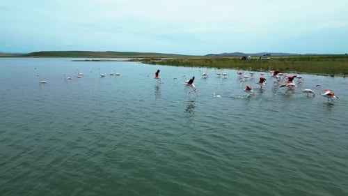 Several Groups of Flamingos in the Water