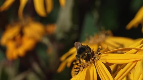 Bumblebee Gathering Pollen on Yellow Flower