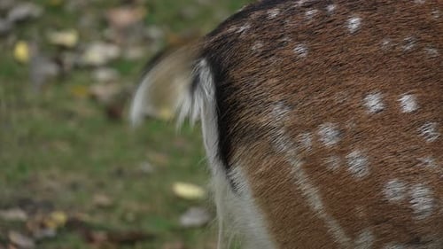 Backside white tailed spotted young deer wagging tail close up slow motion. Young true deer