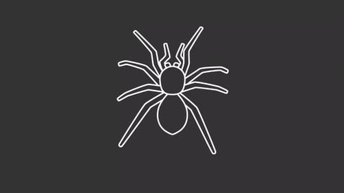 Creepy Crawling Spider Outline Animation