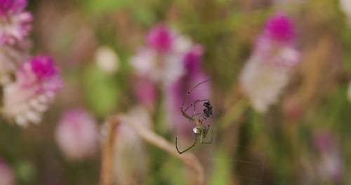 Predatory Spider Catches Fly in Web Near Flowers