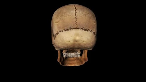 Human Skull Rotating 3D Medical Anatomy Animation
