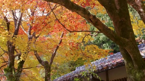 Softly waving autumn color trees with stunning roof