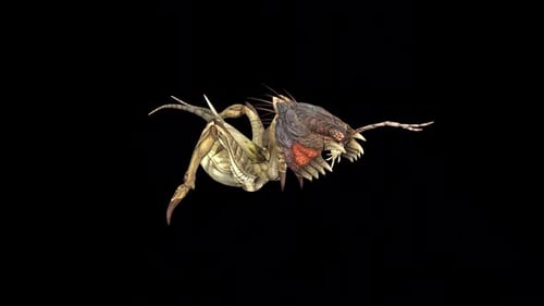 Grillen, Insektenspaziergang