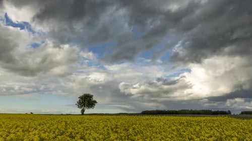 Dark clouds moving over a bright yellow rapeseed field. Aerial timelapse shot