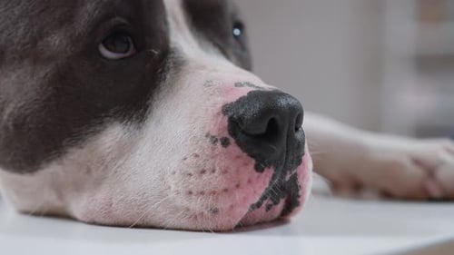 Video Features a Charming Black and White Dog Highlighting Its Traits