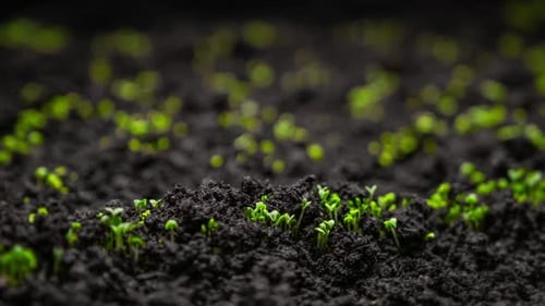 Fresh Green Plants Growth In Time Lapse Sprouts Germination From Seeds In Soil Beautiful Agriculture