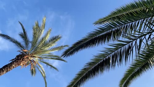 Palm Trees Against Light Blue Tropical Sky