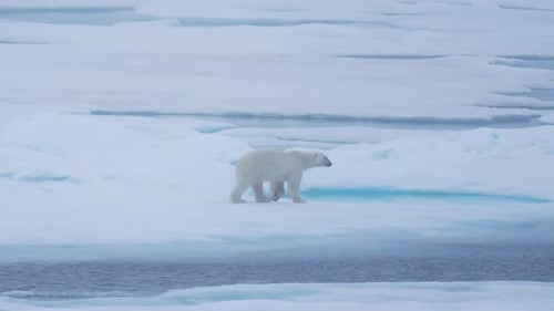 Lonesome Polar Bear Walking on Ice on Misty Day Looking For Prey, Slow Motion
