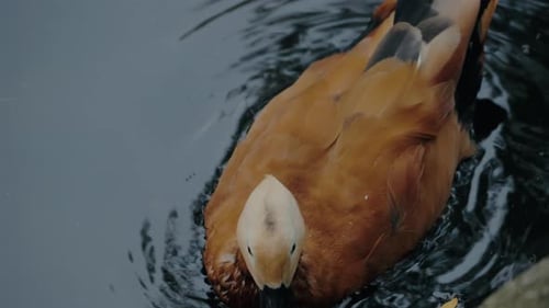 Rotgänger, der im dunklen Wasser schwimmt, mit Herbstblättern aus der Nähe