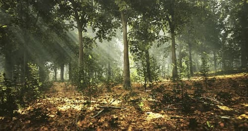 Sunlight Filters Through Trees in a Tranquil Forest Setting
