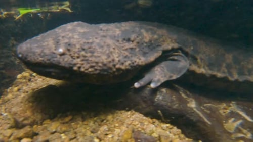 Giant Japanese Salamander underwater in River of Tottori Japan
