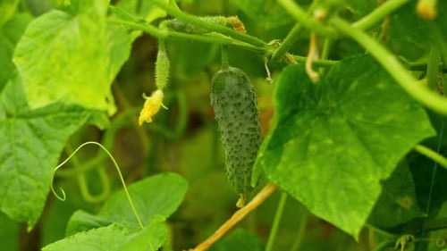 Green Cucumber Growing on Plant in Garden