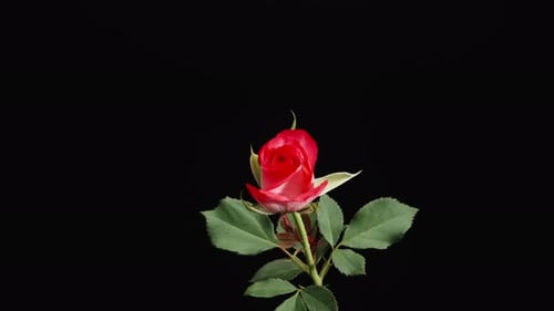 Rote Rose auf schwarzem Hintergrund, Kamerazoom, Makrovideo