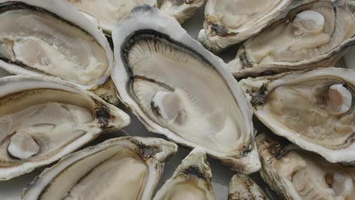 Fresh raw edible oysters, popular shellfish seafood close-up.
