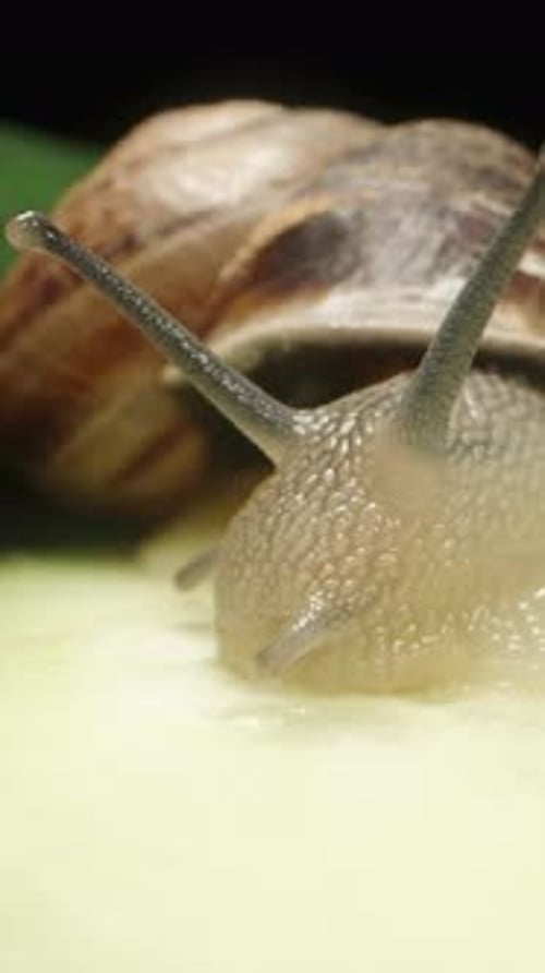 Sliced cucumber on the table, a snail sits on one slice and eats it. black macro Vertical