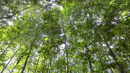 spinning shot of a tree in a low angle forest