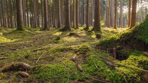 Zeitraffer eines moosigen Waldes, während das Sonnenlicht und die Schatten der Bäume durch das r