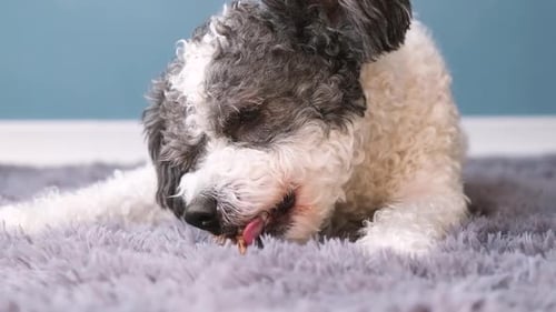 Cute Dog Chewing Treat on Gray Rug