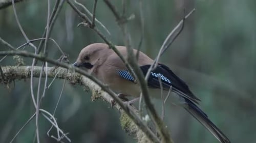 Bird with Beige Feathers Perched on a Branch
