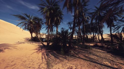 Bright Desert Oasis with Towering Palms and Expansive Golden Dunes
