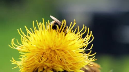 A macro close up shot of a bumble bee on a yellow flower searching for food.