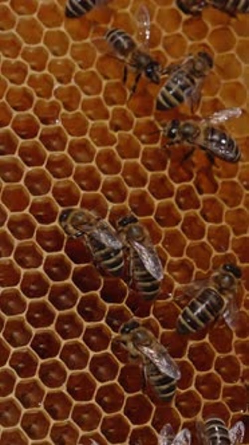 Some honey bees crawling over the honeycombs. Fresh amber honey sparkling in the wax cells.