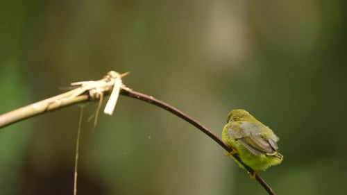 Braunkehl-Sonnenvogel-Küken sitzt auf einem kleinen Zweig