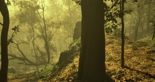 Captivating Misty Forest Landscape During Early Morning Light