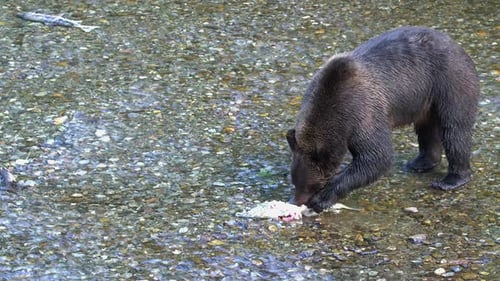 Large brown bear eats fish in shallow coastal salmon spawning stream