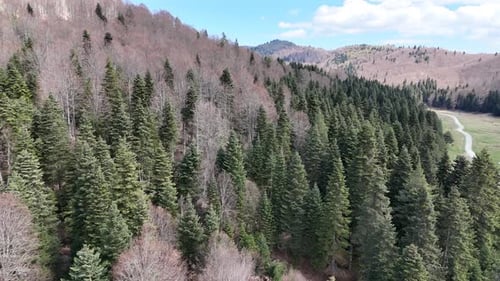 Pines