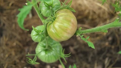 Fresh Green Tomatoes Growing and Ripening on a Brunches Closeup View of Tomato Plant with Juicy