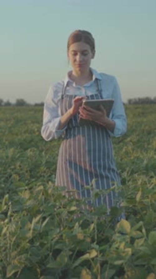 Farmer Analyzing Crops Caucasian Woman Agronomist in Field Analyzing Plant Foliage Using Tablet at
