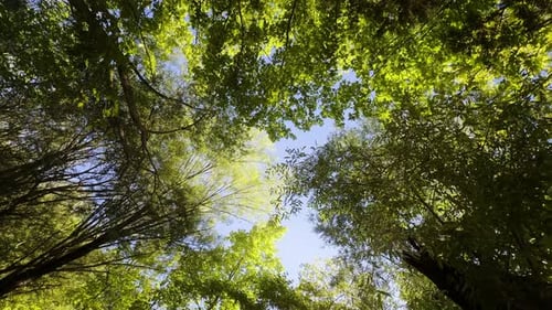 Bäume am Tag leuchten in der Natur