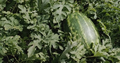 Watermelon Growing in Agricultural Patch on Sunny Day