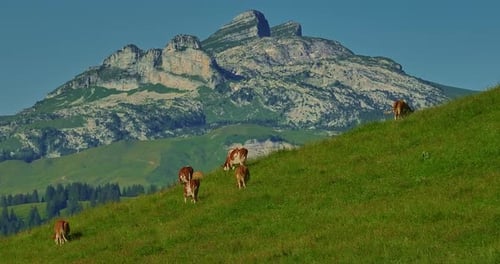 Aerial View of Alpine Cows with Bells in a Meadow in the Swiss Mountains Cow on Pasture