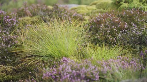A close-up shot of the delicate mauve heather and fluffy grasses in the nordic landscape. Pan right.