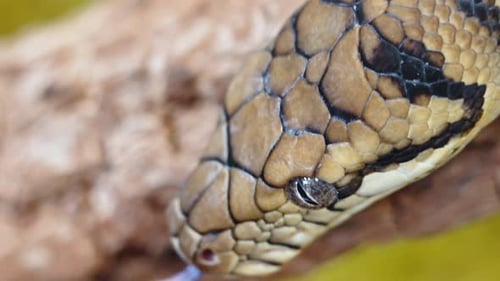 Close-up of snake's head, showing sharp scales, textured skin, and eye detail