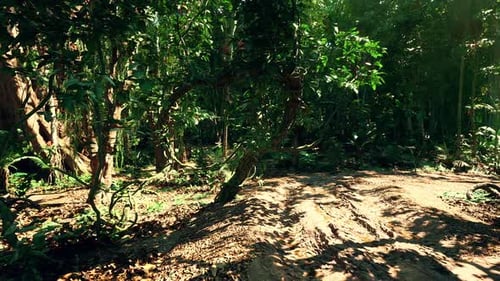 Lush Forest Landscape with Vibrant Greenery in Brazil During Daytime