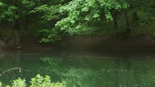 Forest River Landscape at Summer