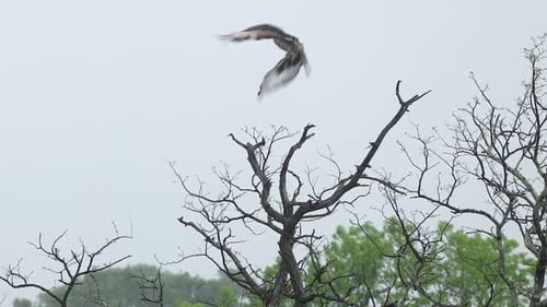 Powerful raptor, African hawk-eagle takes flight from tree top branch