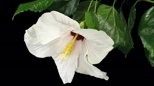 Elegant White Flower Blooming Time Lapse on Black